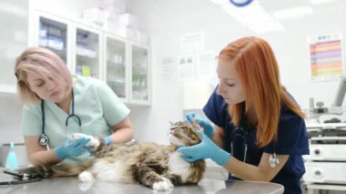 Veteriner kliniğinde Maine Rakun 'un kedisini inceleyen iki profesyonel veteriner. Veteriner ofisinde hayvan muayenesi ve aşı. Doktorlar, kabarık bir kedide pire ve kene olup olmadığını kontrol ediyor.