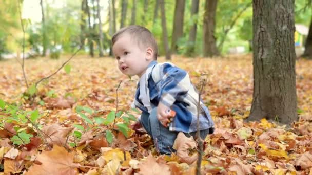 晴れた秋の日には森を散策しながら幸せな赤ん坊の肖像画を閉じます 自然界でのアクティブな家族の時間 小さな子供とハイキング — ストック動画