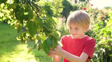 Geceleri arka bahçede yanan ağaçlarla şenlik ateşi. Açık ateş için uygun ve güvenli bir kase. Metal bir ateş çukuru çimenlikte ya da yaz kampında piknik yapmak için güvenli bir araçtır..