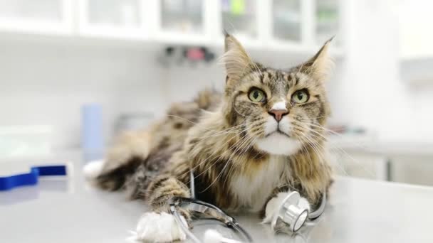 兽医参观兽医医院时 用听诊器描绘出的可爱的缅因猫的肖像 这只宠物是兽医诊所的象征 以善和人道的方式对待动物作为道德标准 — 图库视频影像