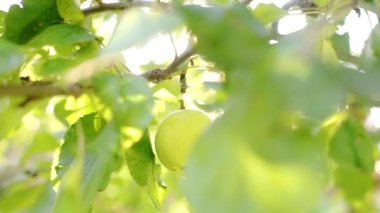 Olgun sarı bir elma, parlak yaz güneşinin ışınlarında taze yeşil yaprakların arasında bir ağaca asılır. Meyve bahçesinde hasat mevsimi. Meyve bahçesinden yavaş çekim videosu.