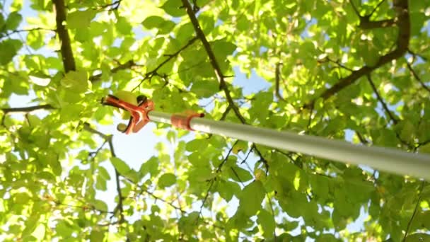 Pegando Maçãs Maduras Árvore Jardim Verão Colheita Frutos Com Dispositivo Videoclipe