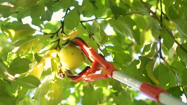 夏の庭で木から熟したリンゴを拾う 特別な装置が付いている果物の収穫があります 庭の仕事のための現代用具 人々は果樹園で働くために棒のグラバーを使用します — ストック動画