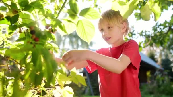 Uma Criança Pegando Amoras Jardim Dia Ensolarado Verão Miúdo Está — Vídeo de Stock