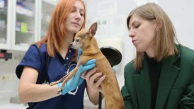 Veteriner randevusu sırasında küçük chihuahua köpeğinin derisinin altındaki mikroçip implantlarını kontrol ediyor. Kayıp hayvan, sahibini bulmak için veteriner hastanesine getirildi.