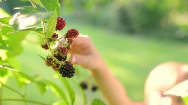 Güneşli bir yaz gününde bahçede böğürtlen toplayan bir çocuk. Çocukların eli esniyor ve olgun böğürtlen topluyor. Yavaş çekim