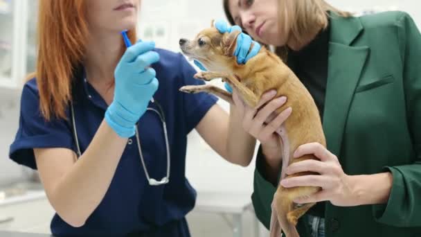 獣医師は 獣医クリニックでチフア犬の視力をチェックします ペットの目にドロップを適用する ペットの健康 医師は患者の所有者に治療のアドバイスを与える ストック映像