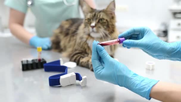 Δύο Επαγγελματίες Κτηνίατροι Κάνουν Εξέταση Αίματος Από Μια Γάτα Μέιν — Αρχείο Βίντεο