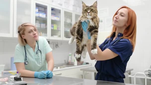 Doi Medici Veterinari Profesioniști Care Examinează Pisică Maine Coon Clinică — Videoclip de stoc