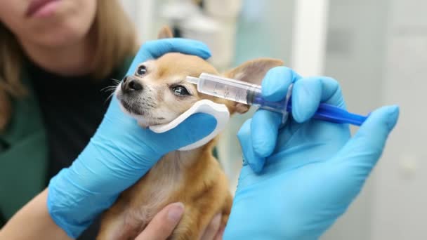 Visão Check Médico Veterinário Cão Chihuahua Uma Clínica Veterinária Vet — Vídeo de Stock