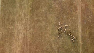 Çobanlı koç ve koyun sürüsünün günbatımı drone görüntüsü. Uçsuz bucaksız otlakların uçsuz bucaksız manzarası. Doğada otlayan bir koyun sürüsü. Biyolojik organik sağlıklı gıda ürünleri üretimi.