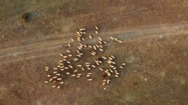 Çobanlı koç ve koyun sürüsünün günbatımı drone görüntüsü. Uçsuz bucaksız otlakların uçsuz bucaksız manzarası. Doğada otlayan bir koyun sürüsü. Biyolojik organik sağlıklı gıda ürünleri üretimi.