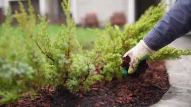 Bahçıvan bahçesinde çam ağacı kabuğu ve ardıç bitkisi yetiştiriyor. Bahçede mevsimlik işler. Peyzaj tasarımı. Bahçe düzenleme. Süslü çalılık ardıcı.