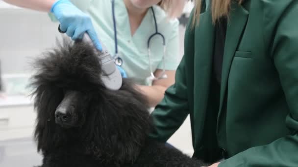 Ветеринар Проверяет Имплантат Микрочипа Помощью Сканера Кожей Большого Королевского Пуделя — стоковое видео