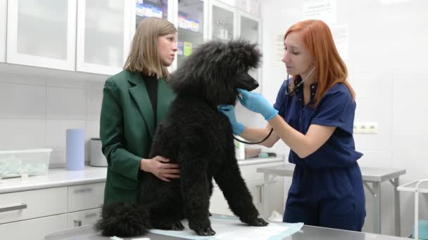 獣医師の介護は 獣医クリニックで診察中に歯科鏡を使用して王室の犬の肺をチェックします ペットの健康 獣医事務所でのペット検査 ワクチン接種 — ストック動画