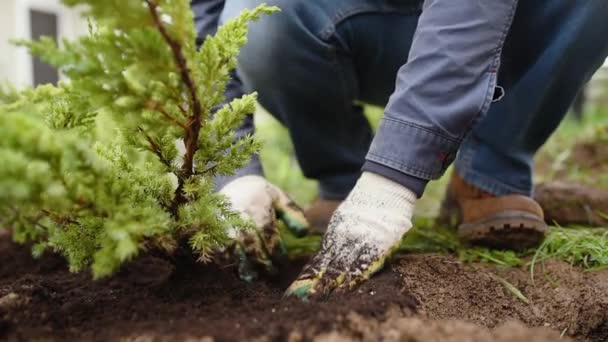 Homem Plantando Plantas Zimbro Quintal Obras Sazonais Jardim Projeto Paisagístico — Vídeo de Stock