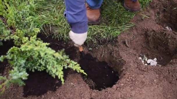 Man Planterar Enbär Växter Gården Säsongsarbete Trädgården Landskapsplanering Landskapsanläggning Prydnadsbuske — Stockvideo