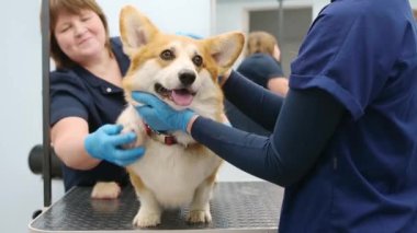 İki tımarcı, özel tarak ve aletlerle şirin bir Corgi köpeğinin kürküne bakar. Veteriner kliniğinden randevu. Profesyonel hayvan bakımı. Köpek bakımı salonu.