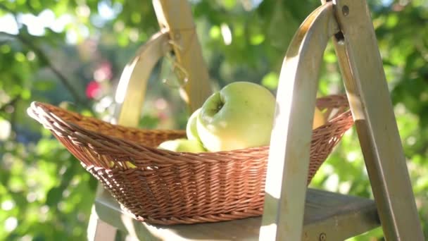 几个刚采摘的黄色苹果躺在自家花园里的篮子里 沐浴在夏日灿烂的阳光下 在花园里收获季节 一个果园的慢动作特写视频 — 图库视频影像