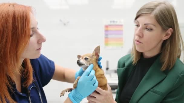 獣医師は 獣医クリニックでチワワワの品種の小さな犬を調べました 獣医事務所でのペット検査 ワクチン接種 オーナーは検査のために彼のペットを医者に連れてきました ロイヤリティフリーストック映像