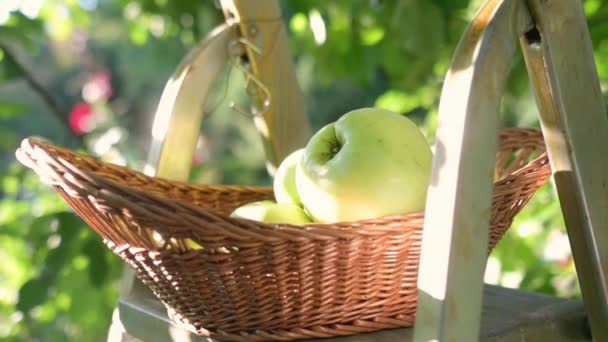 Mehrere Frisch Gepflückte Gelbe Äpfel Liegen Einem Korb Heimischen Garten — Stockvideo