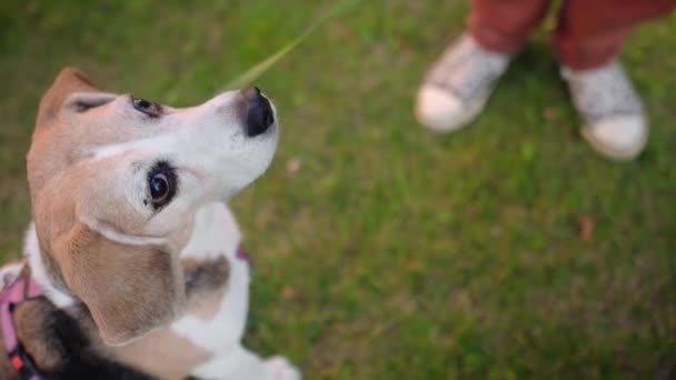 Ung Kvinna Går Med Beagle Hund Sommarpark Närbild Video Ett — Stockvideo