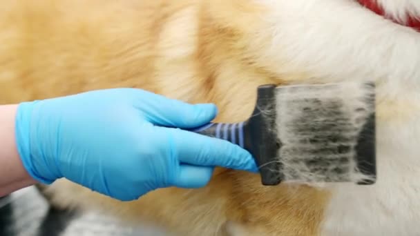 Δύο Groomers Αναλάβει Φροντίδα Της Γούνας Ενός Χαριτωμένου Σκύλου Corgi — Αρχείο Βίντεο