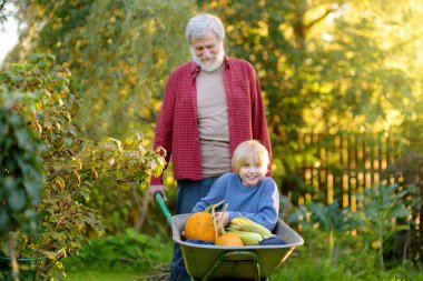 Küçük mutlu çocuk, sıcak güneşli bir günde evcil bahçede büyükbabasının arabasıyla gezerken eğleniyor. Köyde yaz tatili yaparken çocuklar ve büyükanneler için açık hava oyunları.