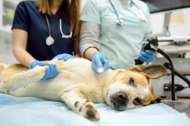 Bayan veteriner doktorlar büyük köpek için gastroskopi ya da kolonoskopi yaptılar. Veteriner muayenesi sırasında genel sakinleştirici. Veterinerde endoskopik ameliyat