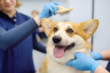 İki kadın tımarcı, özel tarak ve aletler kullanarak şirin bir Corgi köpeğinin kürküne bakar. Veteriner kliniğinden randevu. Profesyonel hayvan bakımı. Köpek bakımı hizmeti.