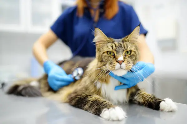 Veterinarian Examines Cat Maine Coon Breed Veterinary Clinic Vet Doctor — Stock Photo, Image