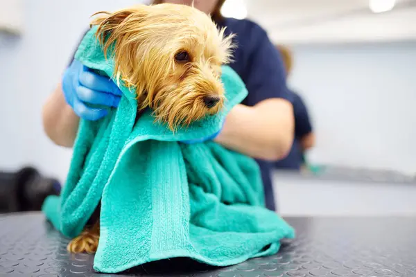 Ein Salon Zur Hundepflege Eine Erfahrene Pflegerin Wäscht Einen Niedlichen — Stockfoto