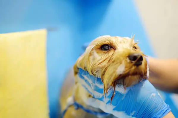 Salon Für Hundepflege Geschickte Pflegerin Wäscht Niedlichen Terrier Hund Mit — Stockfoto