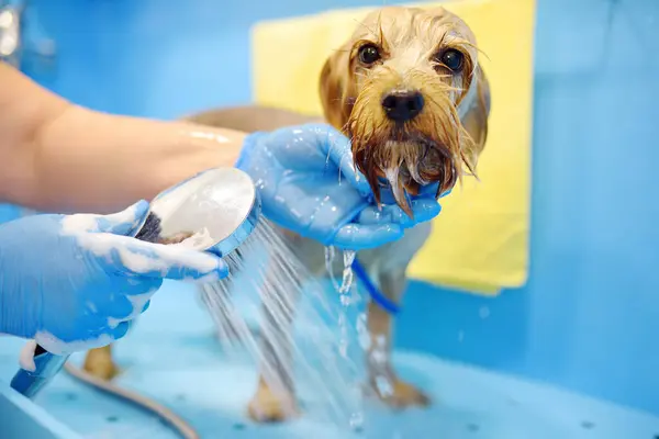 Salon Für Hundepflege Geschickte Pflegerin Wäscht Niedlichen Terrier Hund Mit — Stockfoto