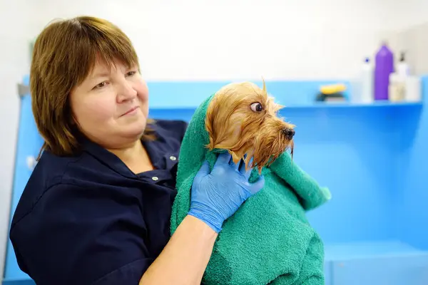 Ein Salon Zur Hundepflege Eine Erfahrene Pflegerin Wäscht Einen Niedlichen — Stockfoto