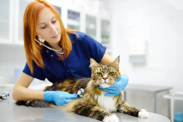 兽医在兽医诊所检查缅因州的猫 兽医用听诊器倾听宠物的呼吸 宠物的健康 关心动物 兽医办公室的检查 测试和疫苗接种 — 图库照片
