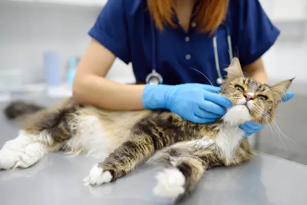 兽医诊所的专业兽医正在检查一只缅因州猫 兽医处作宠物检查及注射疫苗 医生检查一只毛茸茸的猫是否有跳蚤和虱子 — 图库照片