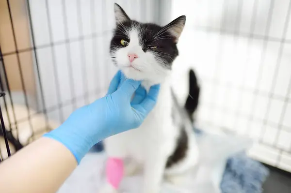 无家可归或迷路的猫被关在兽医诊所或动物收容所的大笼子里 宠物旅馆 宠物的过度暴露 接种疫苗 收养无家可归的动物 世界付款日 — 图库照片