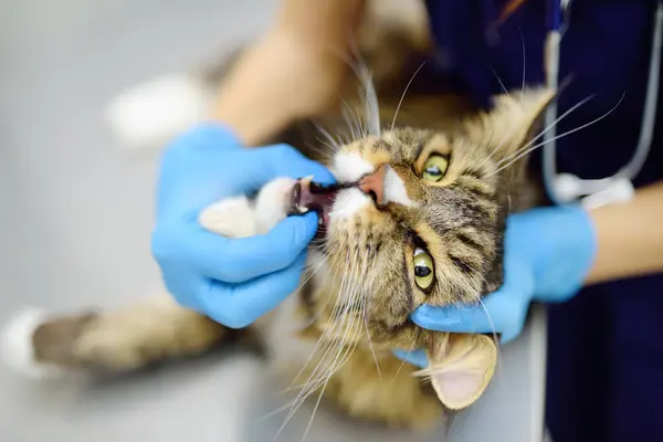 Professional vet doctor examining teeth of a Maine Coon cat at a veterinary clinic. Pet dental condition examination, teeth cleaning. Treatment and vaccination in the veterinary office.