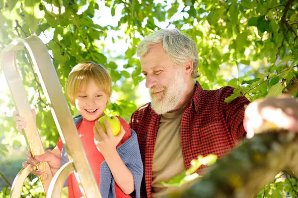 和祖父一起在果园里摘苹果的十几岁男孩 秋天在自家花园收获 祖父母和孩子的友谊 孩子们在村子里度假 图库图片