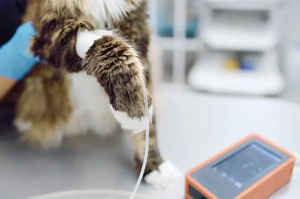 トマトの血圧を測定する 獣医師が獣医クリニックでメイン クーン猫を診察 ペットの健康 獣医事務所での検査とワクチン接種 ロイヤリティフリーのストック画像