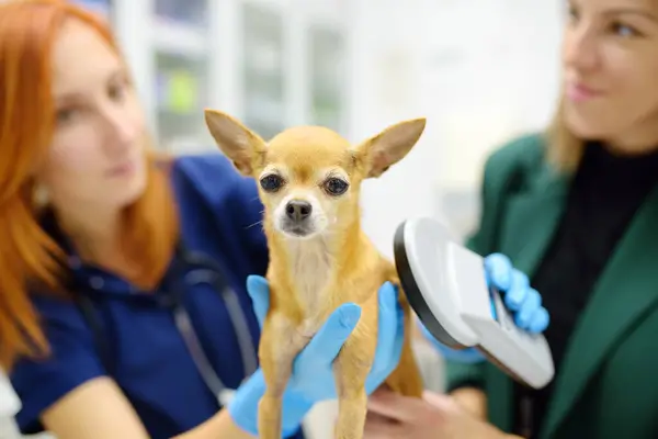 兽医在预约期间用扫描仪检查小奇瓦瓦犬皮下植入的微晶片 丢失的宠物被送到兽医医院去找主人 — 图库照片