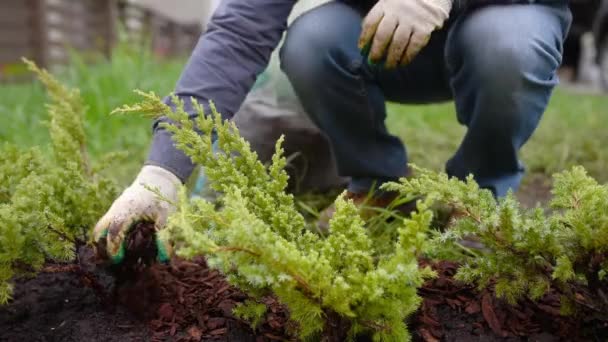 Paillis Jardinier Avec Écorce Pin Genévrier Plantes Dans Cour Travaux Séquence Vidéo Libre De Droits