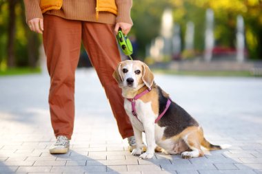 Yaşlı Beagle köpeğiyle yaz parkında yürüyen genç bir kadın. Sahibine sadık bir evcil hayvan. Köpek gezdirme. Köpek bakıcısı