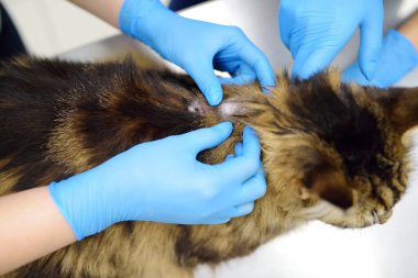 Veteriner kliniğinde Maine Rakun 'un kedisini inceleyen iki profesyonel veteriner. Veteriner ofisinde hayvan muayenesi. Kedilerdeki mantar teşhisi ve tedavisi
