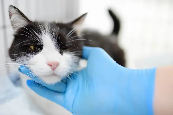 Homeless or lost cat is in vet clinic or animal shelter. Hotels for pets. Overexposure of pets. Protection, treatment, vaccination, adoption of homeless animals. World Spay Day