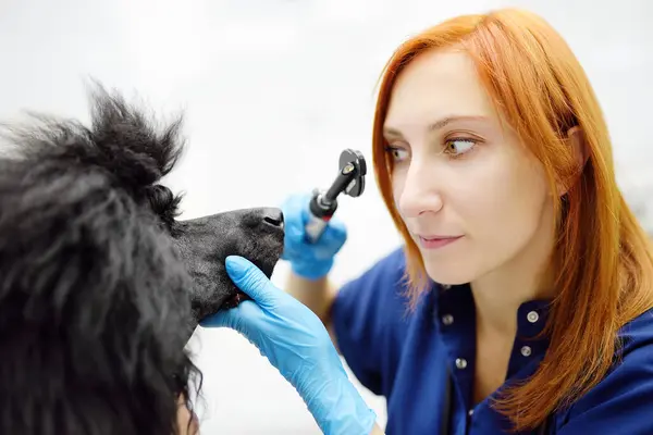 Врач Ветеринар Проверяет Зрение Собаки Породы Royal Poodle Ветеринарной Клинике Стоковое Изображение