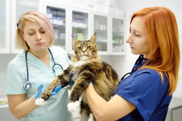 两名专业兽医在兽医诊所检查一只缅因州猫 兽医处作宠物检查及注射疫苗 医生小组检查猫是否遵守了饲养规定 — 图库照片
