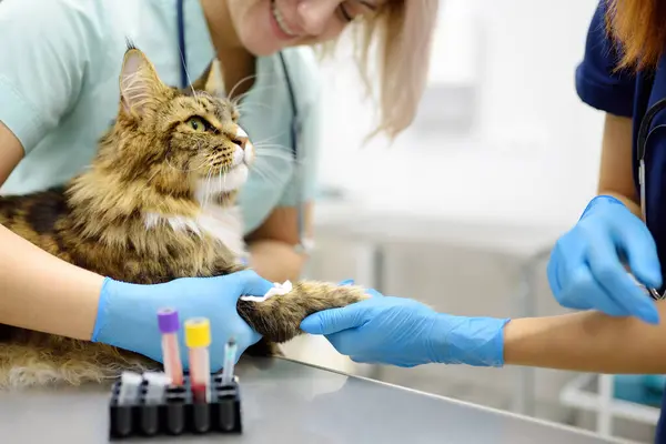 两名专业兽医在一家兽医诊所对一只缅因州猫进行血液检测 一名化验室技术员手里拿着一个装有猫血的试管 兽医实验室的工作 — 图库照片