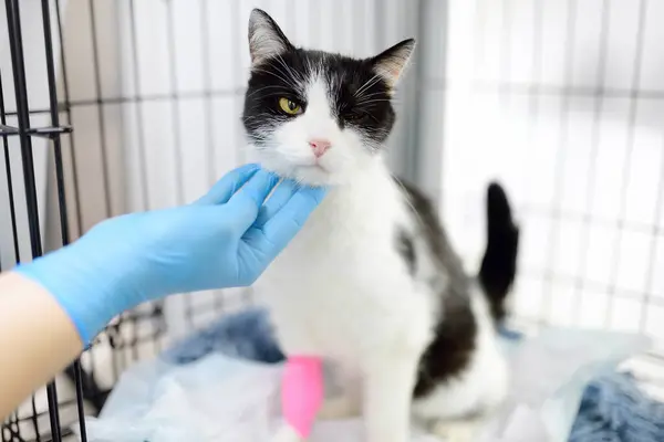 无家可归或迷路的猫被送进兽医诊所或动物收容所 宠物旅馆 宠物的过度暴露 接种疫苗 收养无家可归的动物 世界付款日 图库图片